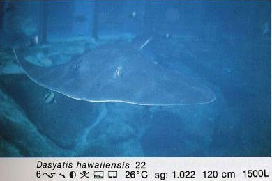 Dasyatis hawaiiensis